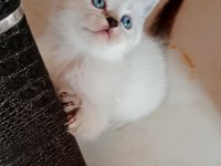 British shorthair kediler