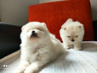 Pomeranian Boo köpekler