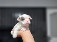 A KALİTE FRENCH BULLDOG