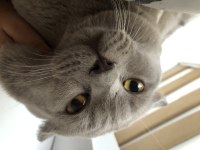 Safkan british shorthair lilac erkek