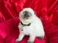 British Shorthair Scottish Fold dişi erkek yavrular
