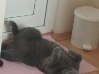 Reis ilanda british shorthair