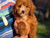 BONCUK GİBİ RED MALTİPOO