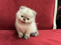 British Shorthair & Scottish Fold Yavrularımız