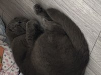 Acil british shorthair sahiplendirilecek