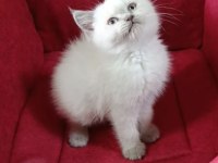 BEYAZ RENKLİ MAVİ GÖZLÜ SHOW KEDİLER