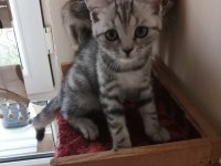 Alanya dişi british shorthair