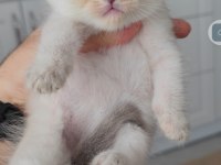British shorthair kedisi