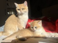 Ny12 Golden Aylık British Shorthair Bebeklerimiz