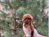 Kore Teacup Poodle Yavru