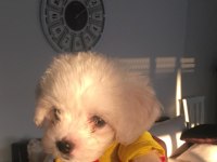 Orjinal safkan teacup kore maltese terrier