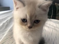 British blue point yavru