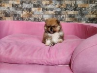 Orjinal birbirinden güzel pomeranian yavrularımız