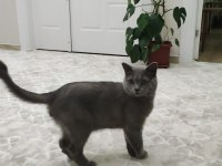 British shorthair