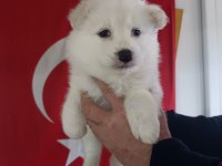 Samoyed yavrularımız