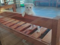 Son scottish fold yavrular