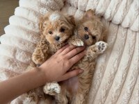 Sevimli Maltipoo Yavrumuz Yeni Ailelerini Arıyor