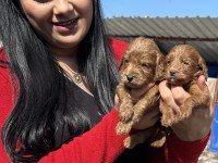Sağlık ve ırk garantili maltipoo yavrularım