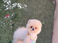 SAĞLIK VE IRK GARANTİLİ POMERANİAN KÖPEĞİ