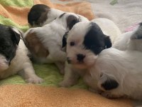 2 aylık yavru dişi morkie