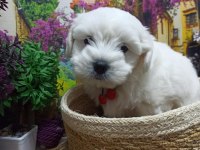 A KALİTE Maltese Terrier YAVRULAR