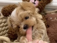Maltipoo Kore Ufak surat yapısı en küçük boy yavrular