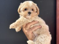 Ruhsatlı çiftlikde ziyarete açık kore maltipoo