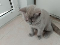 British shorthair minnagimizin yeni evini ariyoruz
