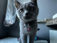 4 Aylık Sevimli Oyuncu British Shorthair Yavrular