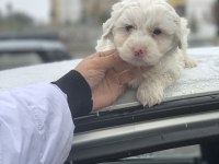 Erkek yavru son maltipoo