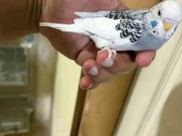 29 GÜNLÜK KONUŞTURMALIK MUHABBET KUŞU BEBEK