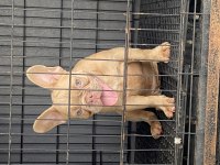 SAFKAN ÖZEL FRENCH BULLDOG