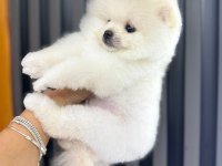 Pomeranian teacup beyaz erkek