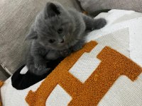 Safkan Çok Tatlı British Shorthair Yavrular