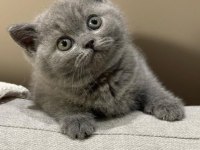 Kara kuzum Gri British Shorthair 
