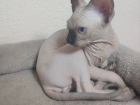 Sfenks erkek yavru