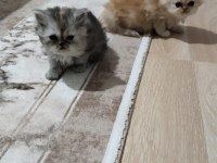 Chinchilla yavru kedimiz