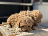 Petmode köpek çiftliğinden tea cup kore maltipoo