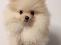 Minik Pomeranian Boo Dostumuz
