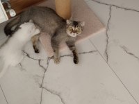 Scottish fold blue point ücretsiz