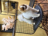 Oğluma eş arıyorum çiftleştirmek için pomeranian boo