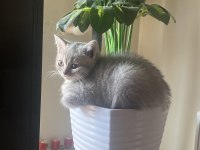 British shorthair yavrumu sahiplendiriyorum