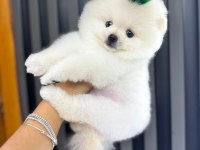 Pomeranian teacup beyaz erkek