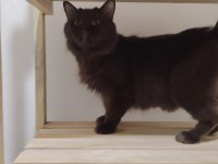 British shorthair kız kardeşler