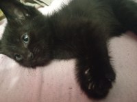 british shorthair 2 aylık