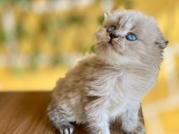 Scottish fold kaçmaz fırsat