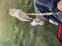 1.5 yaşında dişi pomeranian spitz