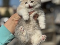 A kalite tricolor dişi scottish fold yavrumuz