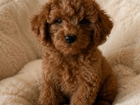 Uygun vasıflı safkan poodle