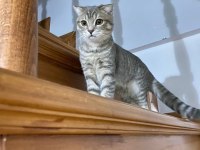 5 aylık dişi scottish fold aileler için sahiplendirme